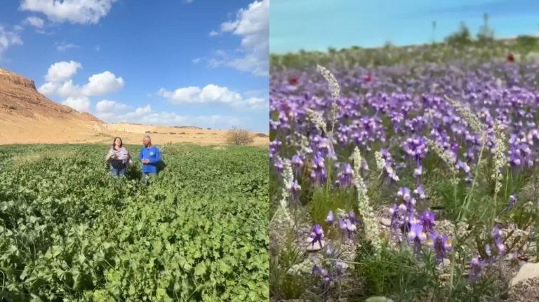 Deserto em Israel floresce e remete a profecia bíblica: “Um lugar morto está dando vida” deserto-em-israel-floresce-e-remete-a-profecia-biblica:-“um-lugar-morto-esta-dando-vida”